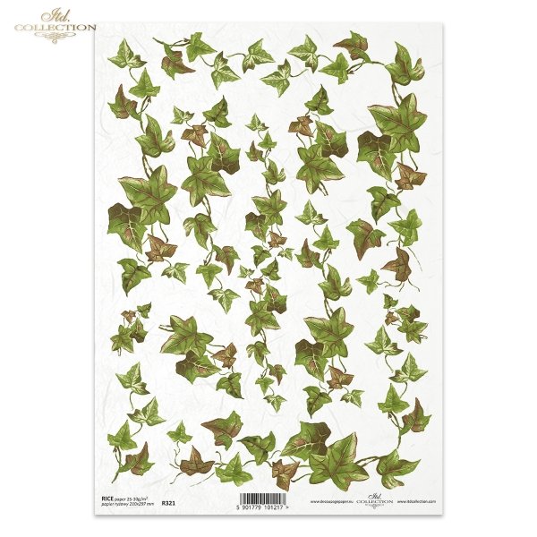 ivy, common ivy, leaves, shrubs, plants, R321