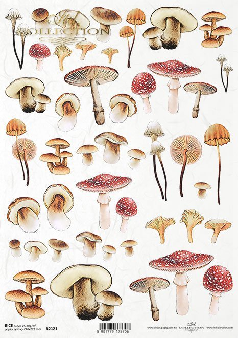 Seria - Mysterious forest - grzyby*Series - Mysterious forest - mushrooms*Serie - Mysteriöser Wald - Pilze*Serie - Bosque misterioso - setas