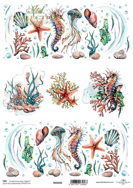 konik morski, muszle, rafy koralowe*Seahorse, shells, coral reefs*Seepferdchen, Muscheln, Korallenriffe*Caballito de mar, conchas, arrecifes de coral