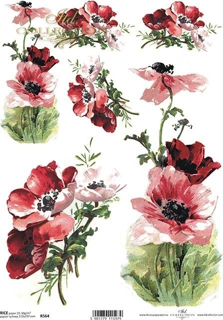 flower, flowers, poppies, field poppies, dark maroon, velvet poppies, meadow, garden, R564