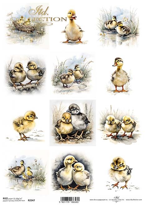 seria Early Spring - kaczki, kaczka*ducks, ducklings*Enten, Entenküken*patos, patitos