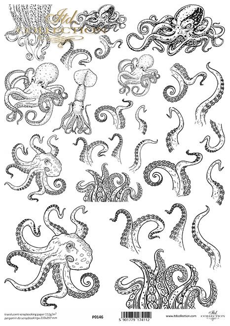 ośmiornica, kraken, macki*octopus, kraken, tentacles*Tintenfisch, Krake, Tentakel*pulpo, kraken, tentáculos