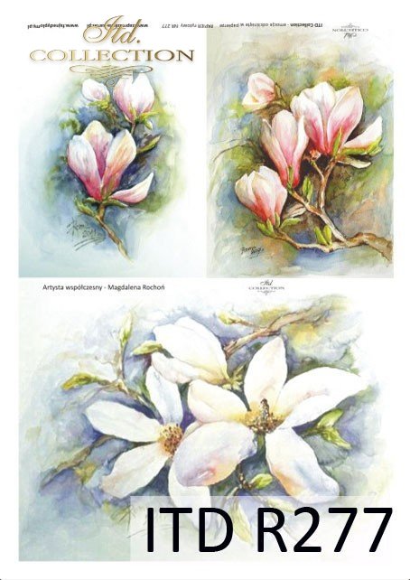 magnolia, magnolie, kwiat magnolii, kwiaty, kwiat, Magdalena Rochoń, R277