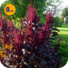 AMARANTHUS CRUENTUS OESCHHBERG 8 SZTUK