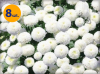 CHRYSANTHEMUM PARTHENIUM (TANACETUM) SUMMER SPIRIT8 SZTUK