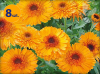 CALENDULA OFFICINALIS PRINCESS ORANGE 8 SZTUK