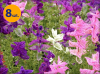 SALVIA VIRIDIS SAGITTA FORMULA MIX 8 SZTUK