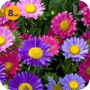 CALLISTEPHUS CHINENSIS STELLA MIX 8 SZTUK