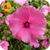 LAVATERA TRIMESTRIS REGIS RUBY 8 SZTUK