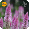 CELOSIA SPICATA FLAMINGO CARMINE 8 SZTUK
