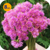 GOMPHRENA PULCHELLA FIREWORKS 8 SZTUK