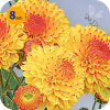 DENDRANTHEMA INDICUM BRIGHT EYE 8 SZTUK