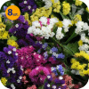 LIMONIUM SINUATUM FORTRESS FORMULA MIX 8 SZTUK