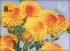 DENDRANTHEMA INDICUM BRIGHT EYE 8 SZTUK