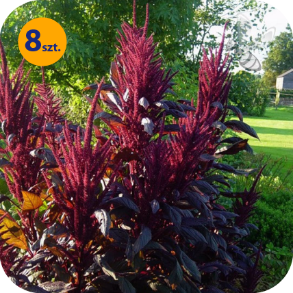 AMARANTHUS CRUENTUS OESCHHBERG 8 SZTUK