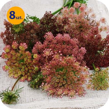 DAUCUS CAROTA DARA 8 SZTUK