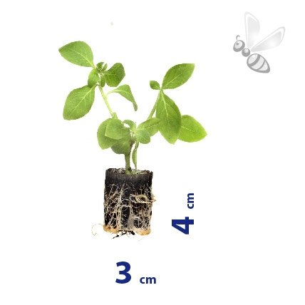 ZINNIA ELEGANS LILLIPUT MIX 8 SZTUK