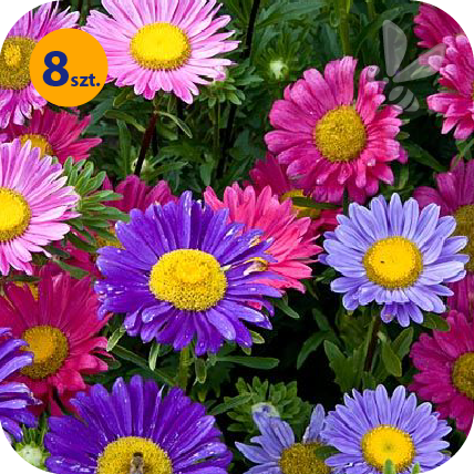 CALLISTEPHUS CHINENSIS STELLA MIX 8 SZTUK