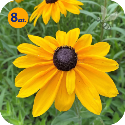 RUDBECKIA HIRTA INDIAN SUMMER 8 SZTUK