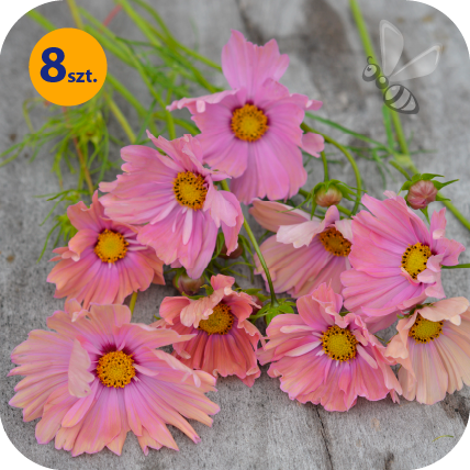 COSMOS BIPINNATUS APRICOTTA 8 SZTUK