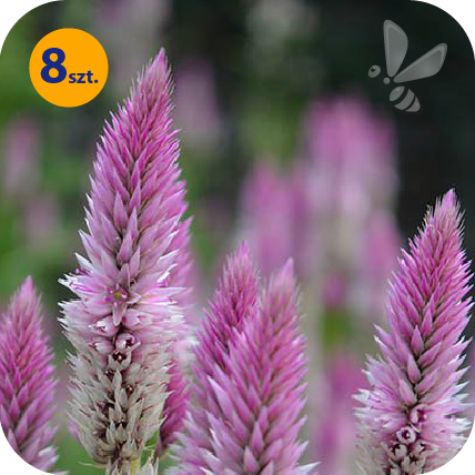 CELOSIA SPICATA FLAMINGO CARMINE 8 SZTUK
