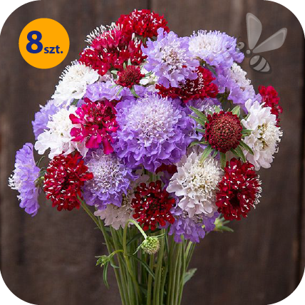 SCABIOSA ATROPURPUREA CHIROCCO MIX 8 SZTUK