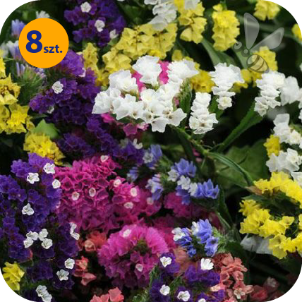 LIMONIUM SINUATUM FORTRESS FORMULA MIX 8 SZTUK