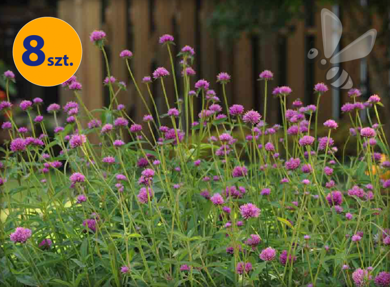 GOMPHRENA PULCHELLA FIREWORKS 8 SZTUK