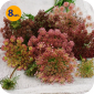 DAUCUS CAROTA DARA 8 SZTUK 