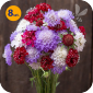 SCABIOSA ATROPURPUREA CHIROCCO MIX 8 SZTUK 