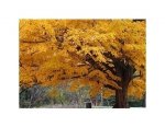 Beautiful Fall Color Tree - reprodukcja