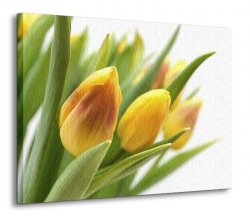 Obraz na płótnie - Żółte tulipany - 120x90 cm