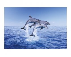 Dolphin Trio - reprodukcja