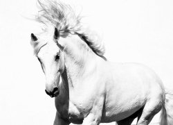 Fototapeta ścienna - Arabski Koń - 254x183 cm