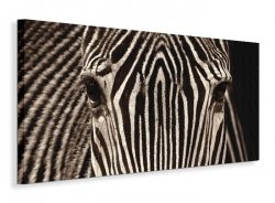 Zebra Grevy - Obraz na płótnie