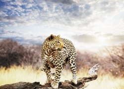 Fototapeta ścienna - Leopard -  254x183 cm
