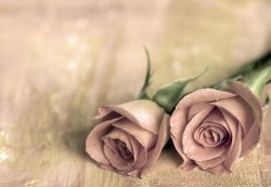 Fototapeta ścienna - Samotne róże - 366x254 cm