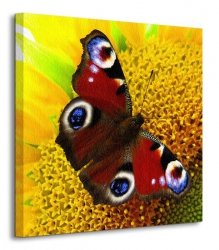 Motyl - Obraz na płótnie