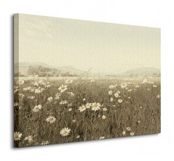 Field of Daisies - Obraz na płótnie