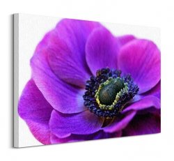 Purple Anemone - Obraz na płótnie