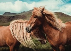 Plakat na ścianę - Konie - Horses with mane