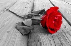 Fototapeta ścienna - Róża na pomoście - 175x115 cm