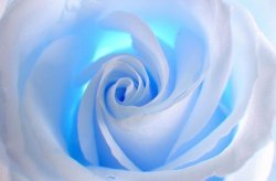 Fototapeta ścienna - Niebieska Róża - 175x115 cm