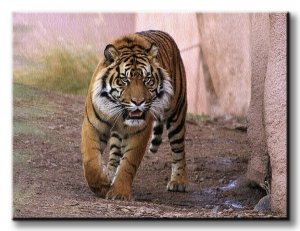 Obraz ścienny - Tygrys alfa - 120x90 cm 