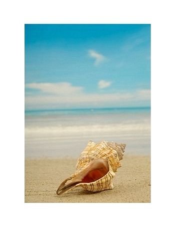 Conch shell on beach - reprodukcja