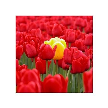 yellow tulip - reprodukcja