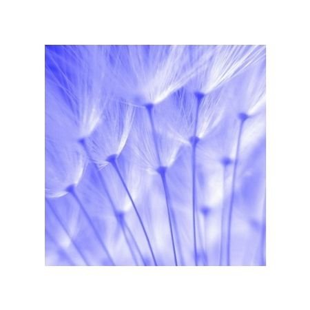 blue dandelion seeds - reprodukcja