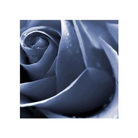Niebieska Róża - reprodukcja