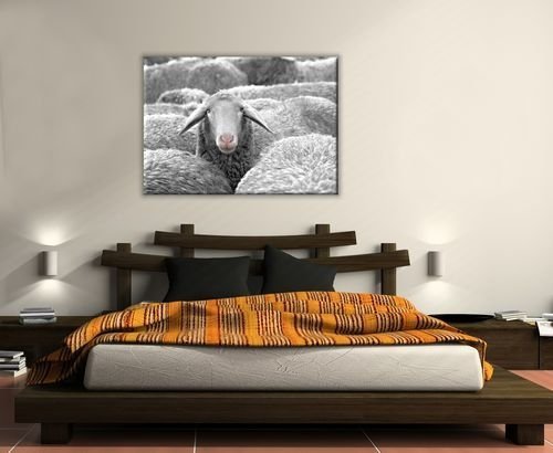 Owca - Obraz na płótnie