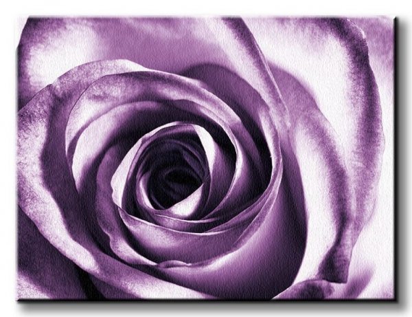 Purpurowa róża - Obraz na płótnie